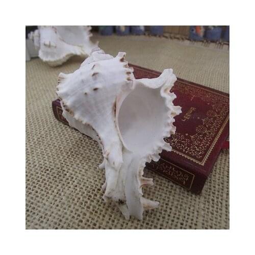 Natural shells and conch shooting props fish tank wedding decoration snails 8 cm small snails chrysanthemum snails