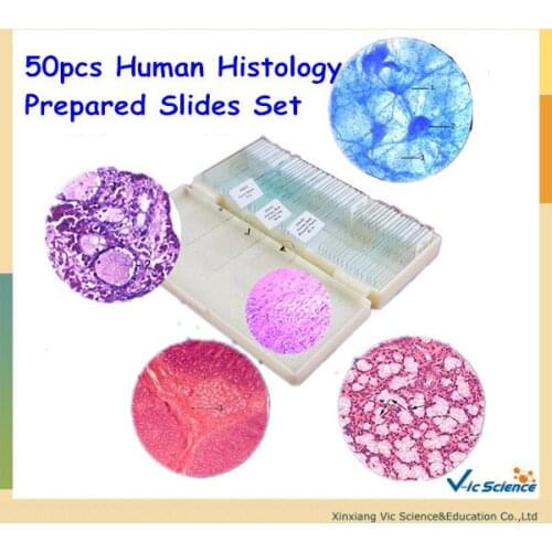 50pcs Human Histology Prepared Slides Set