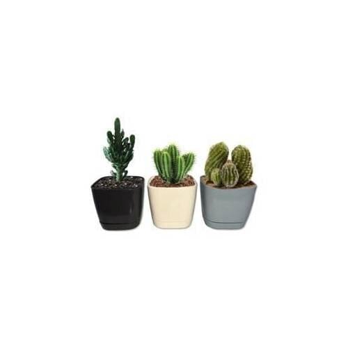 Glaucoma plastic Cactus Flower Pot 3 Pcs