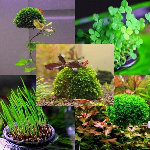 ETB Aquarium transparent submerged water ball moss ball plant potted surface potted bonsai floating micro landscape Fish Tank