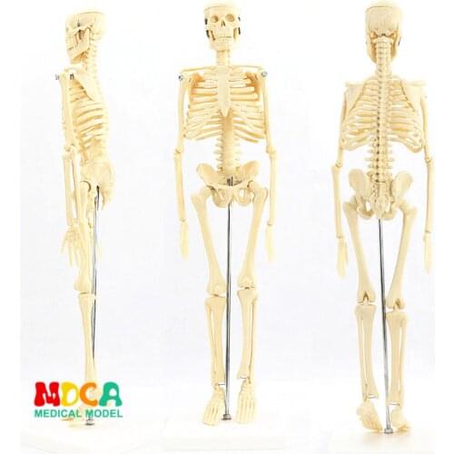 Medical standard for fine arts and medicine 45CM skeleton model of human .skeleton model MGG101