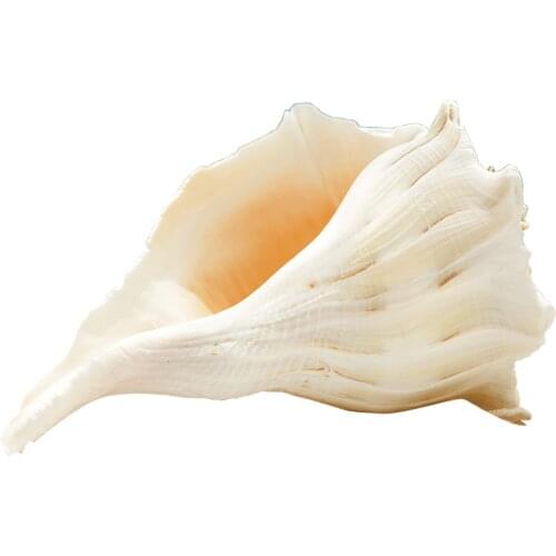 Natural Left Spiral Snail South Africa Snail Thousands Snail Pearl Tower Green Conch Shell Mediterranean Aquarium Landscape Gift