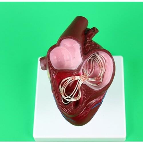 Dog Heart Model Pathology Anatomy Dog Heart Veterinarians Dog Canine Heart Anatomy Model Medical Teaching Anatomical Models