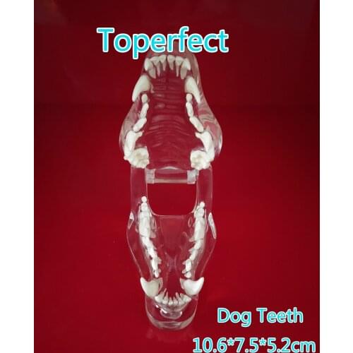 Transparent Resin Dog Anatomical Teeth Teaching Demonstration Veterinary Animal Skeleton Crystal Specimen Dentition Model