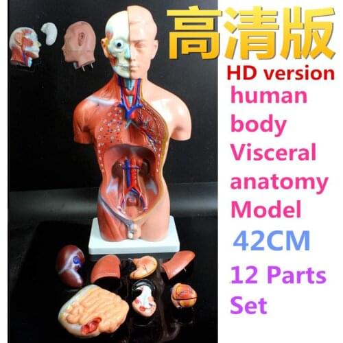 Medical teaching model 42CM 12part human torso anatomical model human organs visceral muscle model Trunk anatomy model Removable