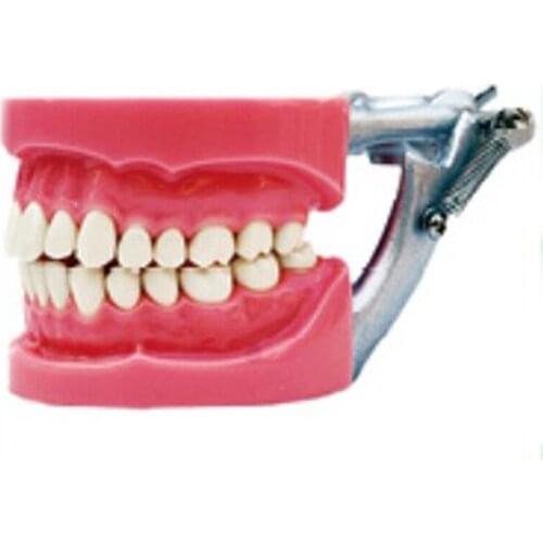 Dental Standard Model 32pcs Hard Gum Teeth Model HST-A6