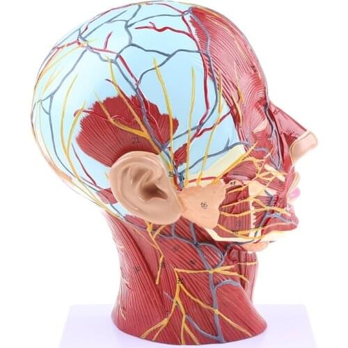 Human Anatomical Half Head Face Anatomy Brain Neck Median Section Study Model Nerve Blood Vessel For Teaching