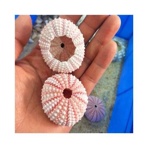 Natural Small Pink Sea Urchin Natural Shell Conch Beach Wedding Decoration Coastal Home Decoration sea conch