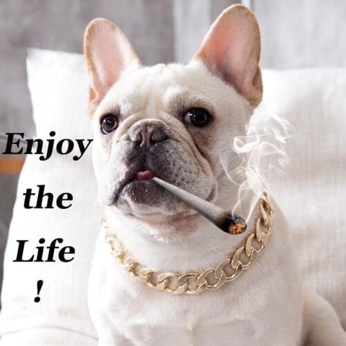 Cool Pet Teddy French Bulldogs Bully Chain Gold Plated Plastic Small Medium Dog Collar Pet Necklace Accessories Pet Supplies