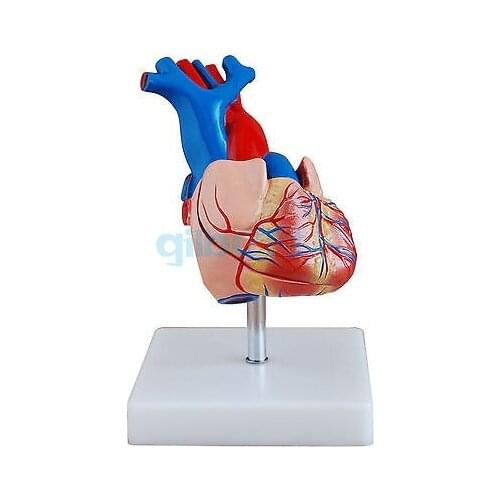 Life Size Human Heart Vein Plumonary Circulation Anatomy Cardiac Medical Model