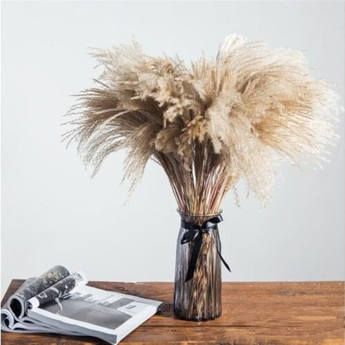 Real Dried Small Pampas Grass Bunch Natural Plants Home Decor Dried Flowers Phragmites Flower Ornamental Wedding Flower