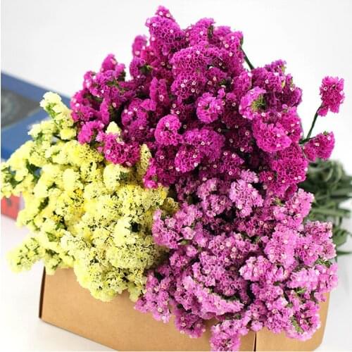 60cm Forget-me-not Myosotis Sylvatica Fresh-Cut Natural Preserved Dried Flower Bouquet Photograph Garden Home Life Decoration