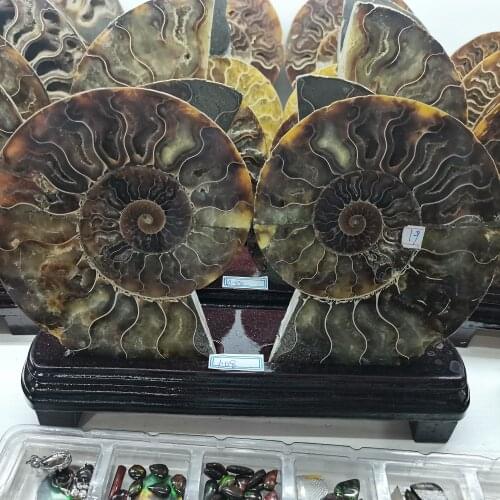 CAIMSJ Natural Conch Chrysanthemum Ammonite Conch Sea Snail specimen Whelk Fossil cutting conch Home decoration+ pedestal