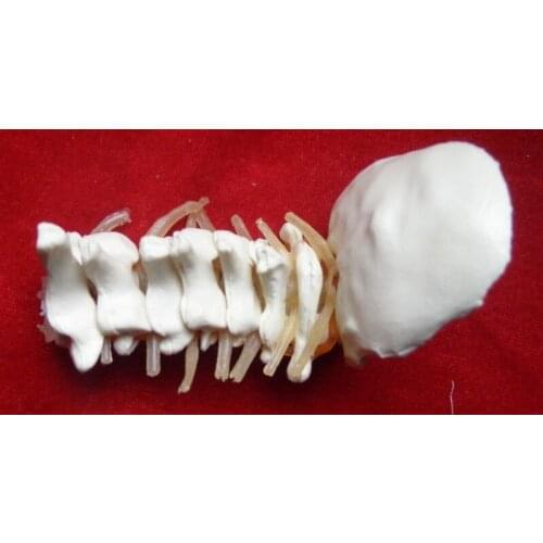Human cervical spine skeleton model medcal Human specimens free shipping
