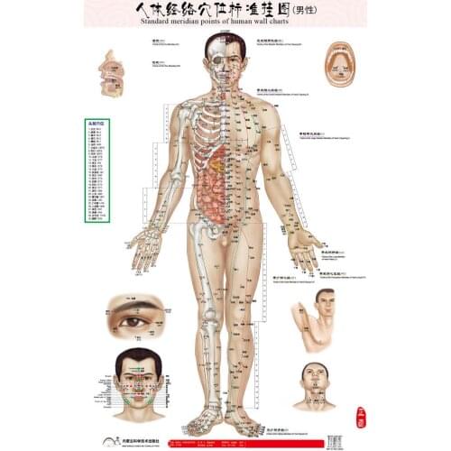 Male men human meridian points Wallmap acupuncture massage point map a full human flipchart HD 3 chinese and English male female