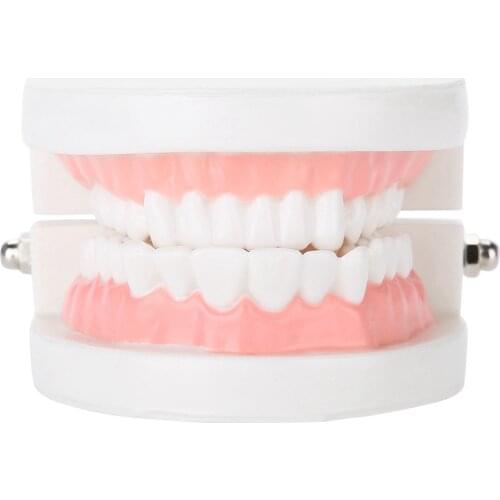 Dental Denture Model 28Pcs Standard Dentist Communicates With Patients Tool Mini Demonstration Denture Oral Teaching Health Care