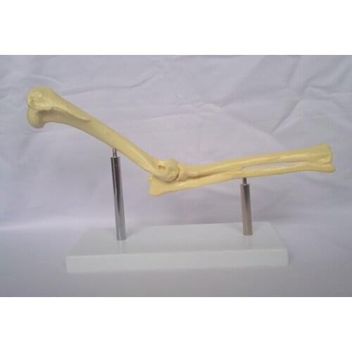 Dog Skeleton Bone Dog Elbow Model Dog Elbow Joint Model Animal Anatomy Model Veterinary Teaching Models Veterinary Appliances