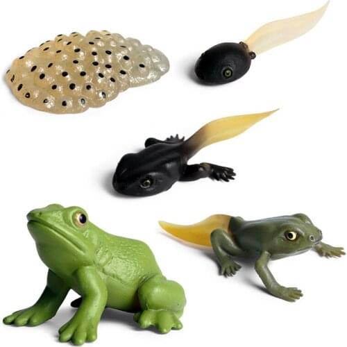 Simulation Insects Frogs Growth Life Cycle Model Action Figures Kids Teaching Material Early Educational Toy
