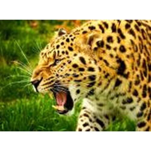 Angry Tiger DIY Crystal full 5D plastic diamond painting embroidery machine glue cross stitch kit art 3Dmosaic square rhinestone