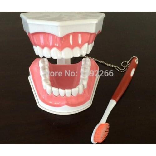 Teeth model brush teaching models Removable Lower Teeth,Dental Adult standard oral model,early Educational for kids,tooth models