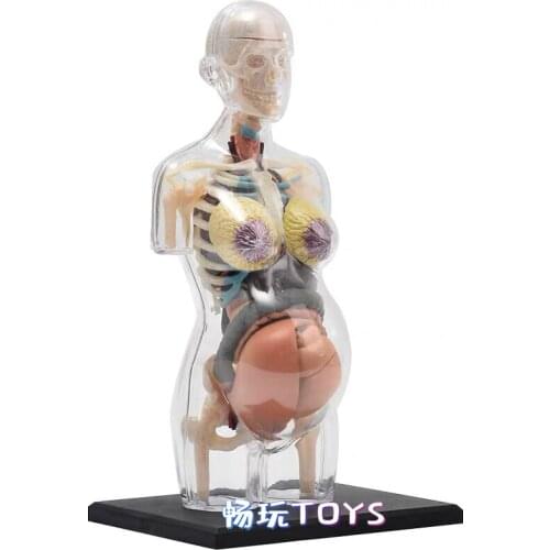 Transparent Human Female Body Model Detachable DIY Toy Educational Equipment with Manual 4D MASTER Pregnant Female 41 PCS