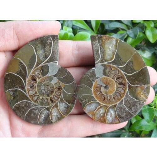 135g NATURAL CUT CRETACEOUS AMMONITE FOSSIL INTERIOR DISPLAY