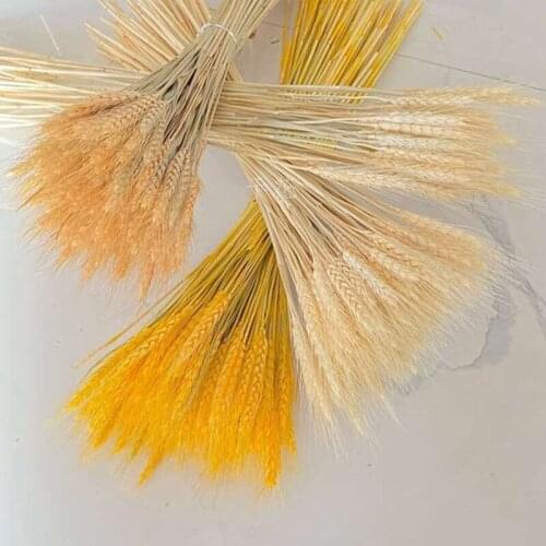 50Pcs/lot Real Wheat Bouquet Dry Flower DIY Craft Scrapbook Home Decor For Wedding Party Decoration Wedding Gifts For Guests