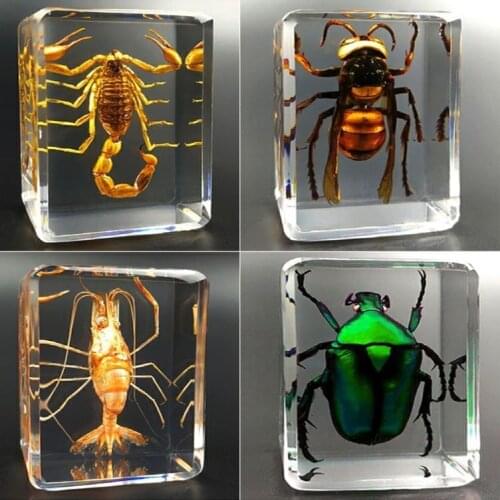 24 Kinds Of Insect Specimens Natural Insect Specimens Resin Creative Ornaments Childrens Teaching Collection Observation Gift