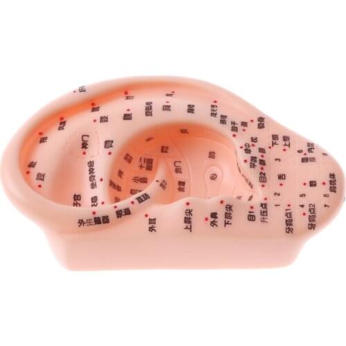 13cm Human Acupuncture Ear Model Reflexology Acupoint Medical Study Kit Teaching Props
