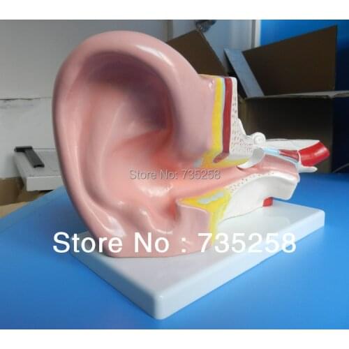 Middle Ear Model,Human ear Anatomy Model ,3 x zoom ear Anatomic Model