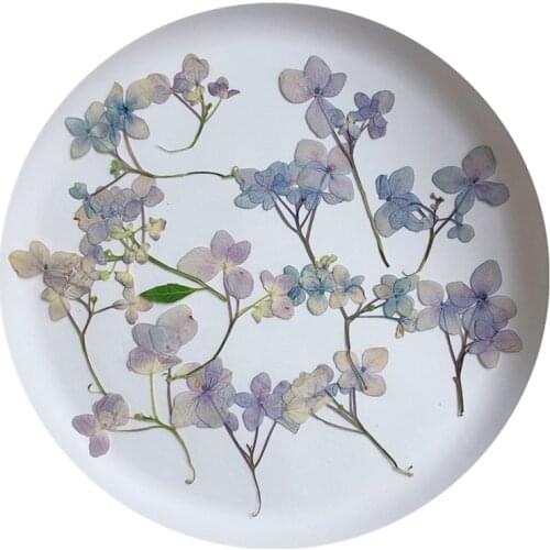 60pcs Pressed Dried Hydrangea Macrophylla Flower Stalk Plants Herbarium For Jewelry Bookmark Phone Case Candle Scrapbook Making