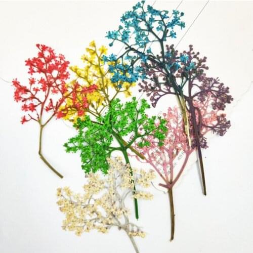 100pcs Pressed Dried Elderflower With Stalk Plant Herbarium For Jewelry Postcard Phone Case Bookmark Craft DIY Accessories