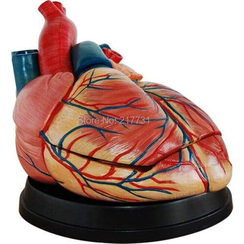 Big Heart Anatomical Model Of Human Heart Anatomical Model Of Medical Training In Special Education, 5X Large