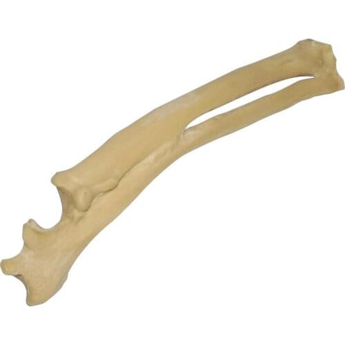 Dog practice bone foam bone dog bone dog femur dog humerus dog pelvis dog tibia