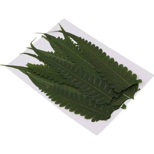 12Pcs Pressed Real Flower Dried Fern Leaves for Phone Case Decoration