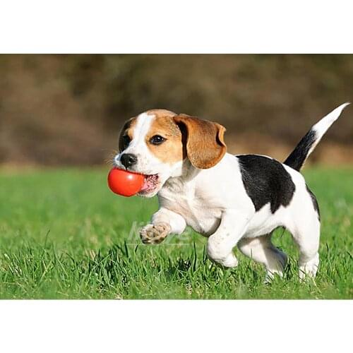 5D DIY Diamond Painting Full Square Round 3D Embroidery Beagle Pictures of Rhinestones Cross Stitch Kit Room Decor Sticker DF637