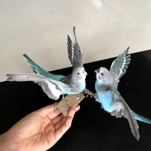 2pcs Taxidermy stuffing Eurasian green colour Melopsittacus undulatus / Budgerigar Budgie Parrot specimen Teaching / Decoration