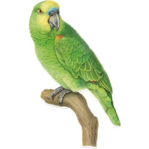Creative Fine Decal Green Parrot Car Bumper Stickers and Decals Car Styling Decoration Door Body Window Vinyl Stickers Kk15*9cm