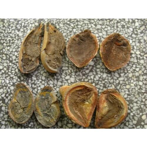 4 pairs fish well-preserved Million Year Old fish fossils