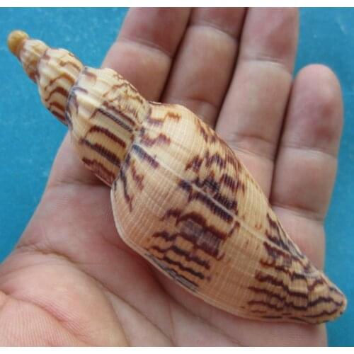 9.8 cm Hami Conch Rare Conch Collection Home Decoration