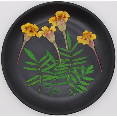 12pcs 4-6cm Pressed Dried Tagetes Patula L. Flower+Leaves Plants Herbarium For Jewelry Bookmark Postcard Phone Case Candle DIY