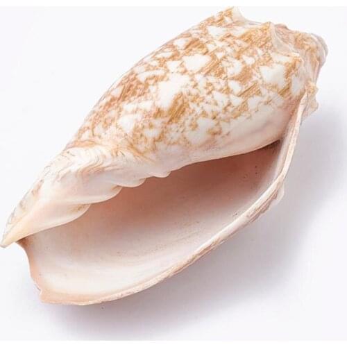 10 Boxes Mixed Style Sea Natural Shell Loose Beads for Jewelry Making Bracelet Necklace Earring Making