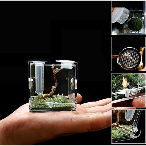Insect Breathable Terrarium Small Spider Ant Farm Transparent Reptile Breeding Box Acrylic Acrylic Assembled Eco Box