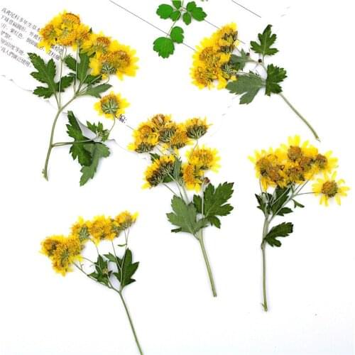 120pcs Pressed Flower Natural Positive Dendritic Chrysanthemum DIY Glue Dried Flower Phone Case Pressed Flower Making Craft