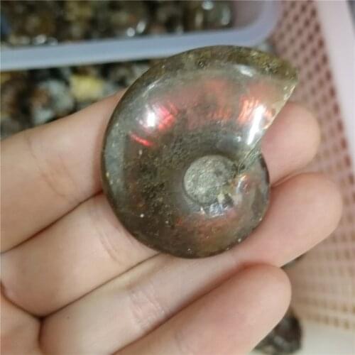 Fashion natural Ammonite stone Snail Pendants Rainbow charms for Jewelry making Reliquiae Fossils Necklace accessories 3pcs