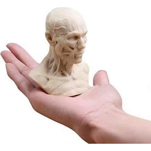Human Muscle Skeleton Head Model Muscle Head Skull Anatomy Sculpture Art Sketch Medical Learning supplies