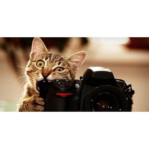 Funny Cat Pattern Bath Towel Animals Printing Microfiber Beach Towel serviette de plage toalha Gym Sport Drying Travel Towels