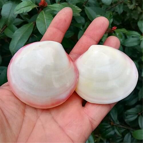 Aqumotic Blue Coral Shihai 1pc Large Different Shapes Natural Materials Shell Home Decroa Shop Window Decoration