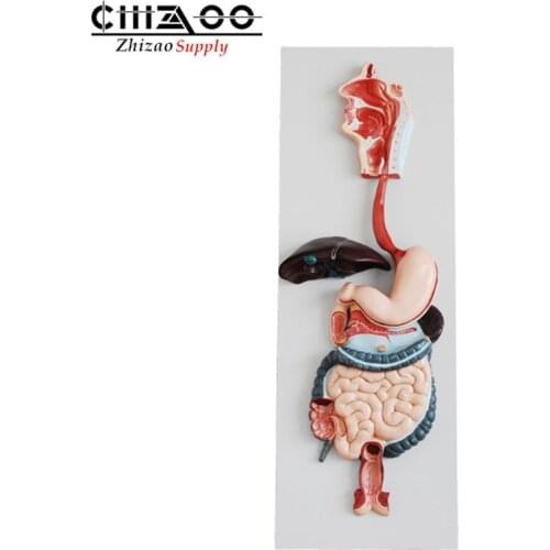 Human Anatomical Digestive System Model