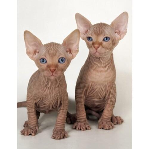 SPHYNX pet dogs 5D diy diamond painting cross stitch diamond embroidery mosaic beads 3d picture full square hoem decor C683